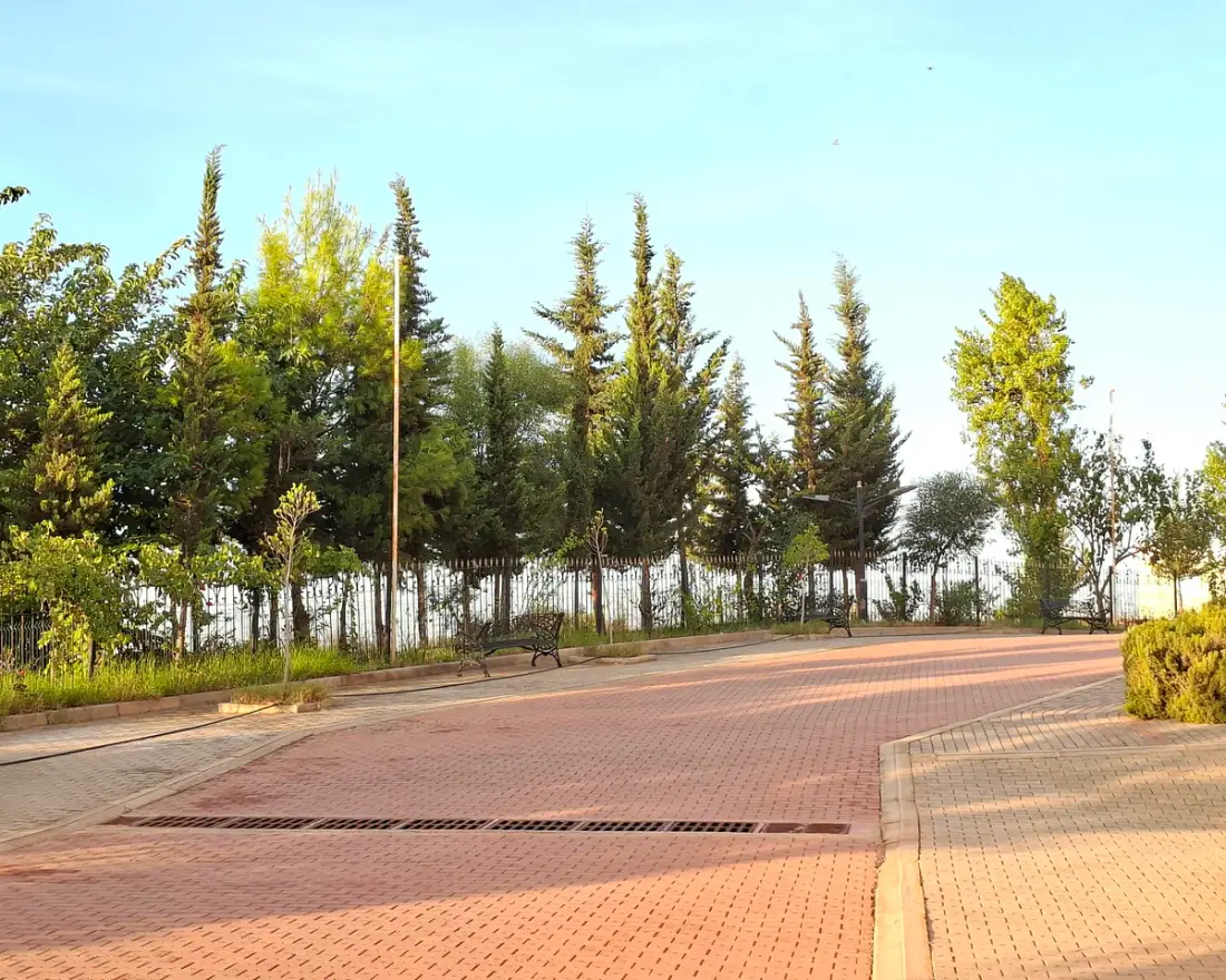 A paved campus path lined with conifers